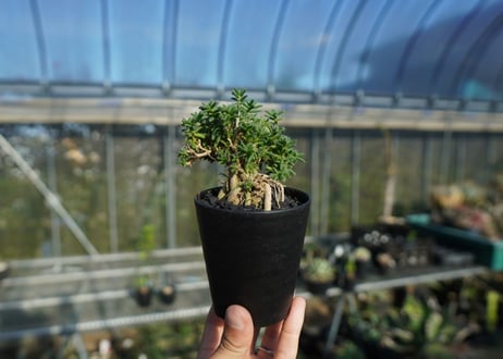 トリコディアデマ ステラツム　Trichodiadema stellatum  No.3
