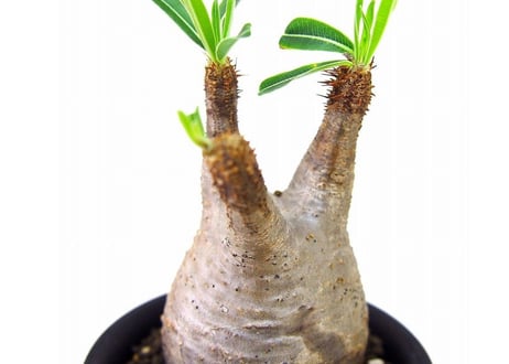 Pachypodium Gracilius パキポディウム  グラキリス  №４ little