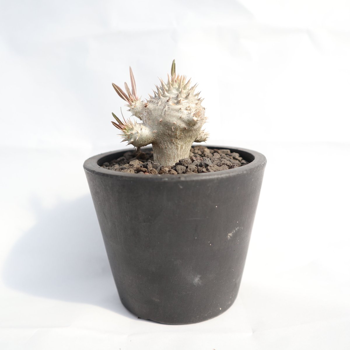 パキポディウム　イノビナツム2頭レア パキポディウム イノピナツム 2号 プラ鉢 塊根植物 種類 鉢 土 種 安い