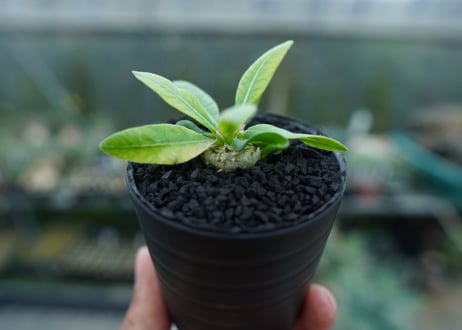 パキポディウム　恵比寿笑い　Pachypodium brevicaule　No.6
