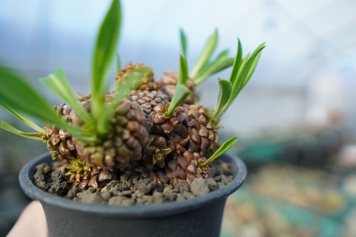 ユーフォルビア 鉄甲丸 Euphorbia bupleurifolia E7 | mana'