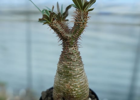 パキポディウム　グラキリス　 Pachypodium Gracilius
