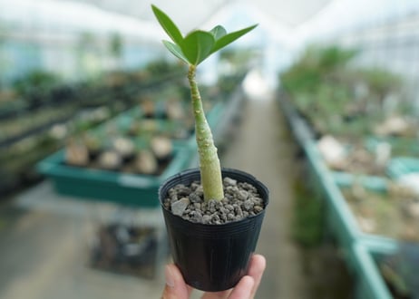 アデニウム　Adenium