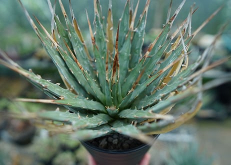 アガベ　ユタエンシス　Agave uthaensis　No.9