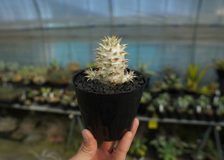 パキポディウム　デンシフローラム Pachypodium densiflorum