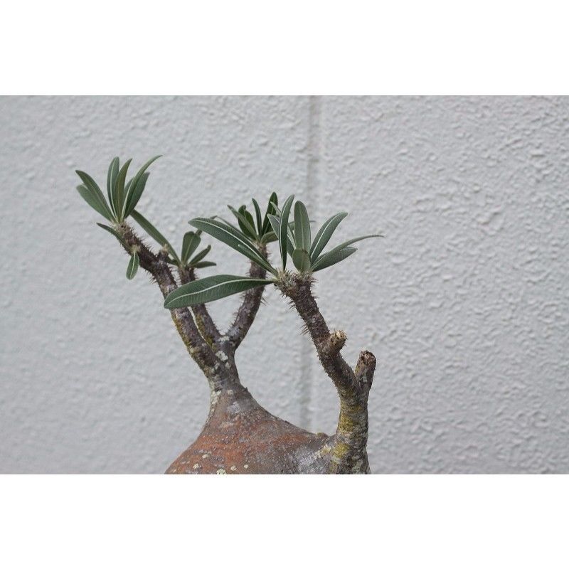 大株 塊根植物 パキポディウム グラキリス Amazon｜【現品限り】パキポディウム・グラキリス 実生 大株