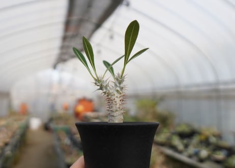 パキポディウム　デンシフローラム　Pachypodium densiflorum