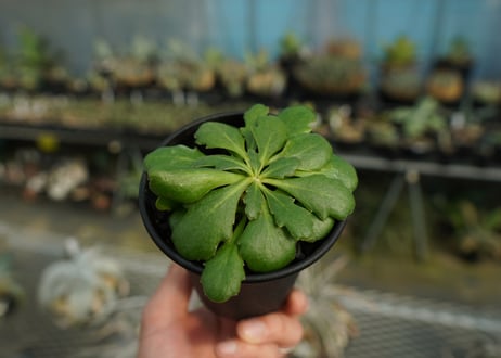 オトンナ　チュベローサ　Othonna tuberosa