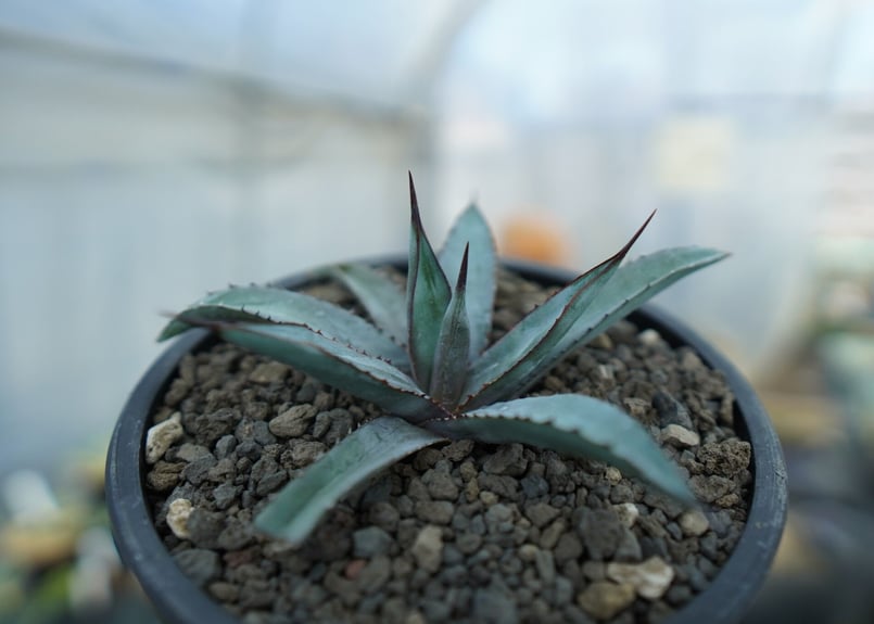 アガベ リトルシャーク Agave Little Shark | mana's farm:塊根