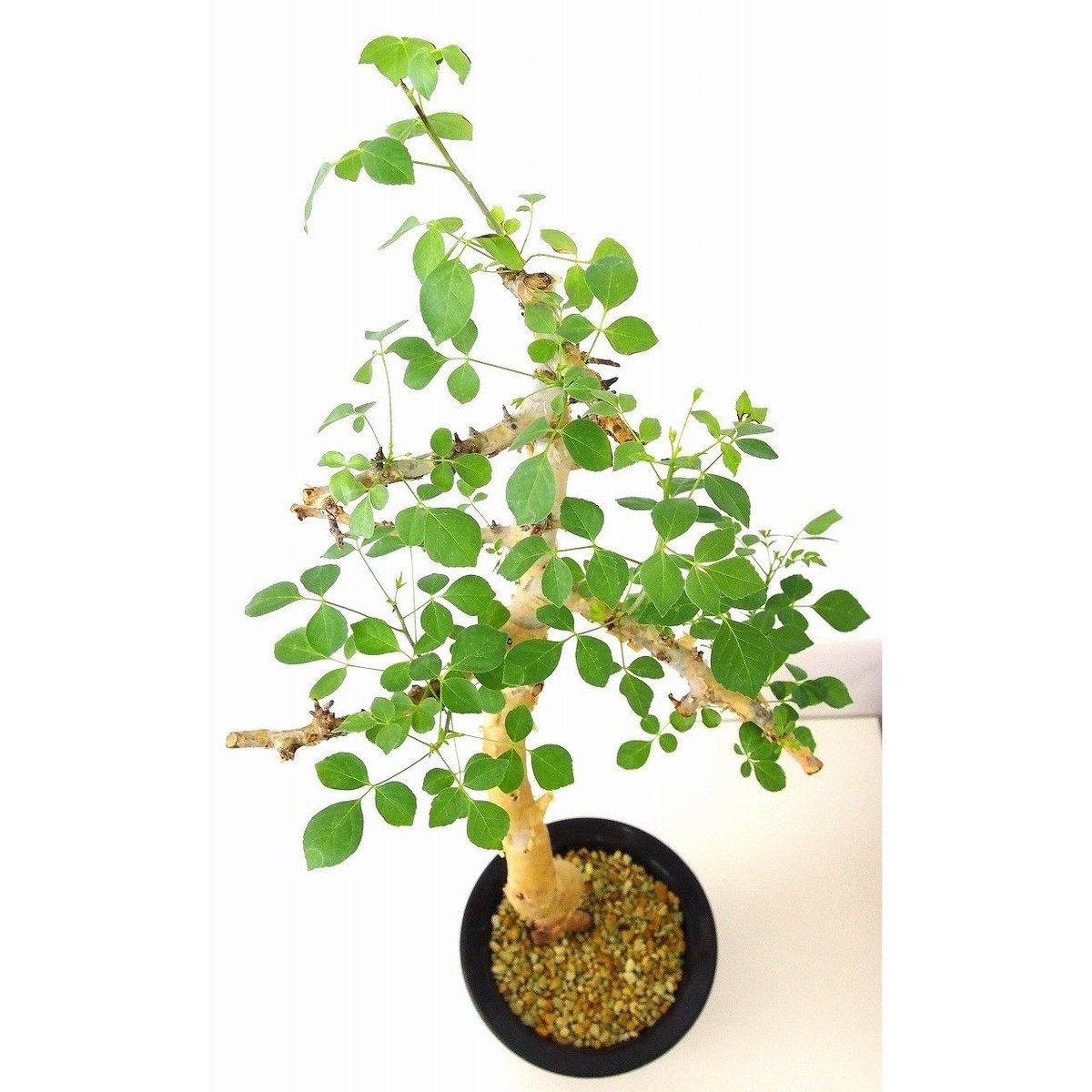 Commiphora kataf コミフォラ カタフ | mana's farm:塊根植物・