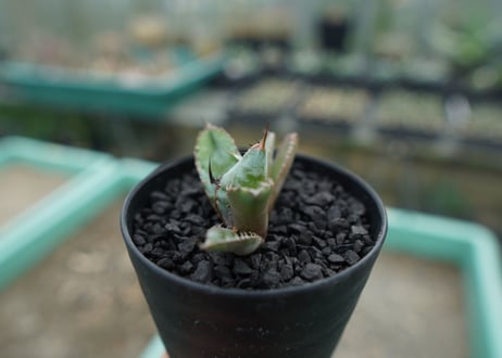 アガベ　チタノタ　 ブラックアンドブルー 　Agave titanota black and blue　No.1