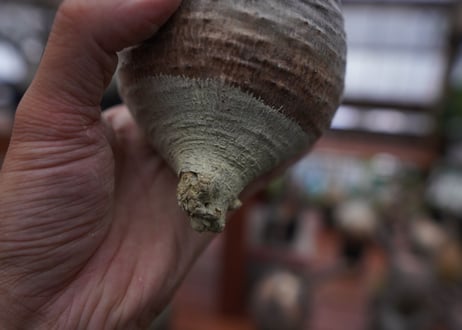 パキポディウム　グラキリス　Pachypodium gracilius　抜き苗　№172
