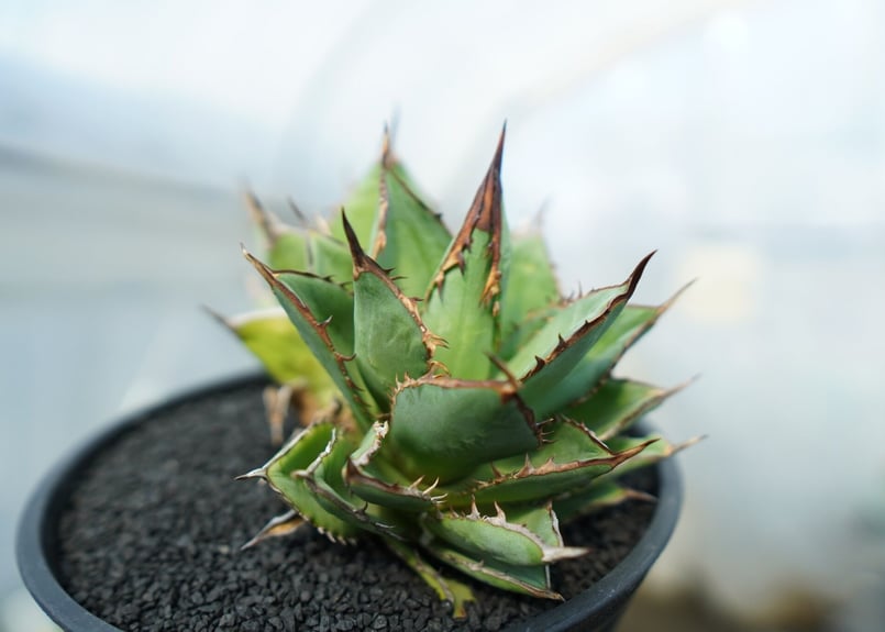 アガベホリダ極上株 Agave horrida No.AHRD020 no.2 アガベ ホリダ