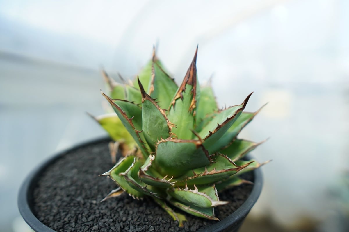 アガベ チタノタ 剣竜 Agave titanota Kenryu No.2 | mana's アガベ チタノタ 剣竜 Agave titanota Kenryu No.2 | mana's
