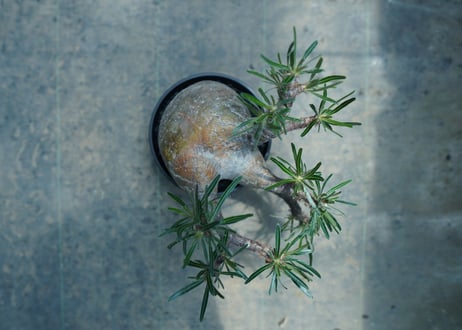パキポディウム　グラキリス　 Pachypodium Gracilius  No.4