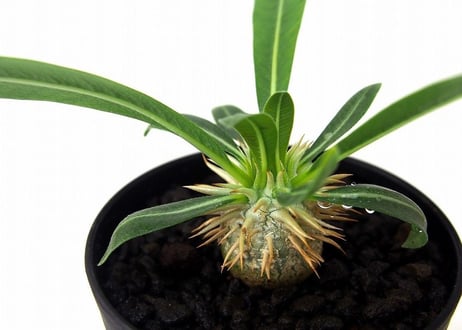パキポディウム デンシカウレ 恵比寿大黒　Pachypodium densicaule  №2