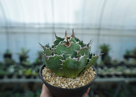 アガベ　チタノタ　白鯨　Agave titanota White whale　NO.1