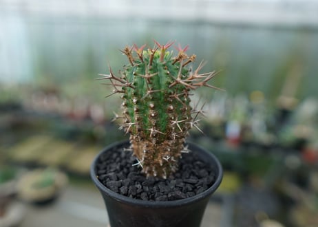 ユーフォルビア　群星冠　Euphorbia stellispina