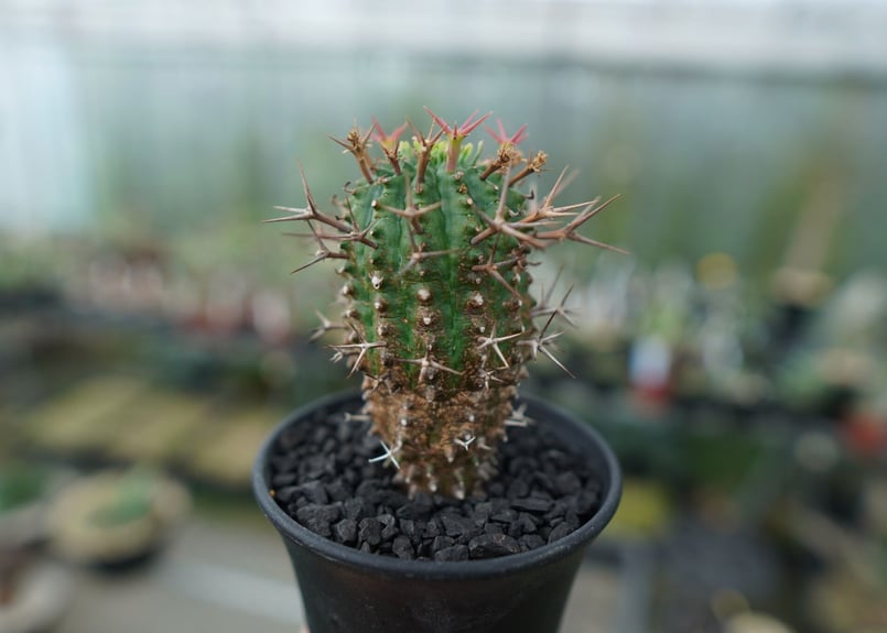 ユーフォルビア 群星冠 Euphorbia stellispina | mana's gree ユーフォルビア 群星冠 Euphorbia stellispina | mana's gree
