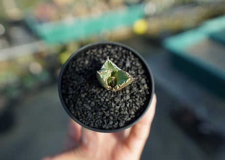 アガベ　チタノタ　鬼爪雪峰  Agave titanota “Onitsume Yukimine”