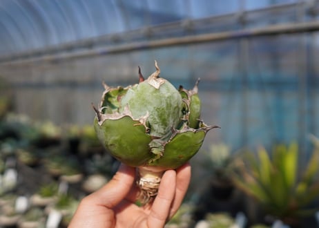 agave　titanota　ブラックアンドブルー　No.13