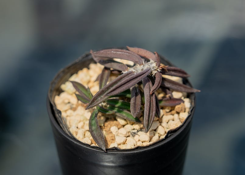 ユーフォルビア キリンドリフォリア トゥベリフェラ | mana's farm