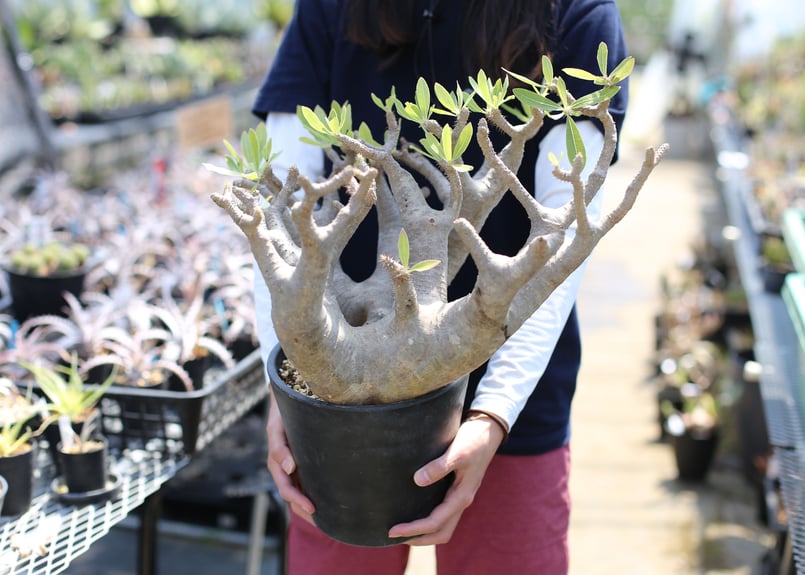 パキポディウム マカイエンセ | mana's farm:塊根植物・アガベ・ドライ