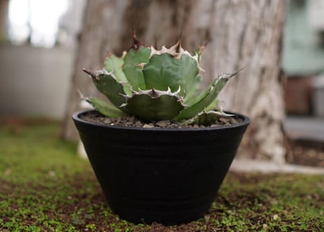 Agave titanota ”FO-76"
