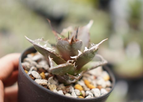 Agave titanota hades No.1