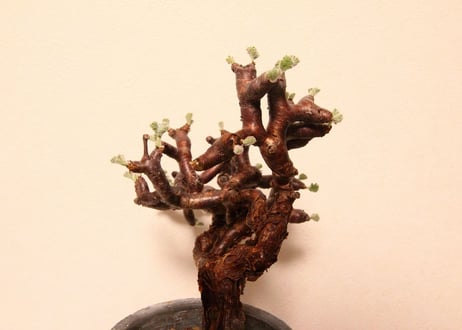 ペラルゴニウム　ミラビレ　Pelargonium mirabile