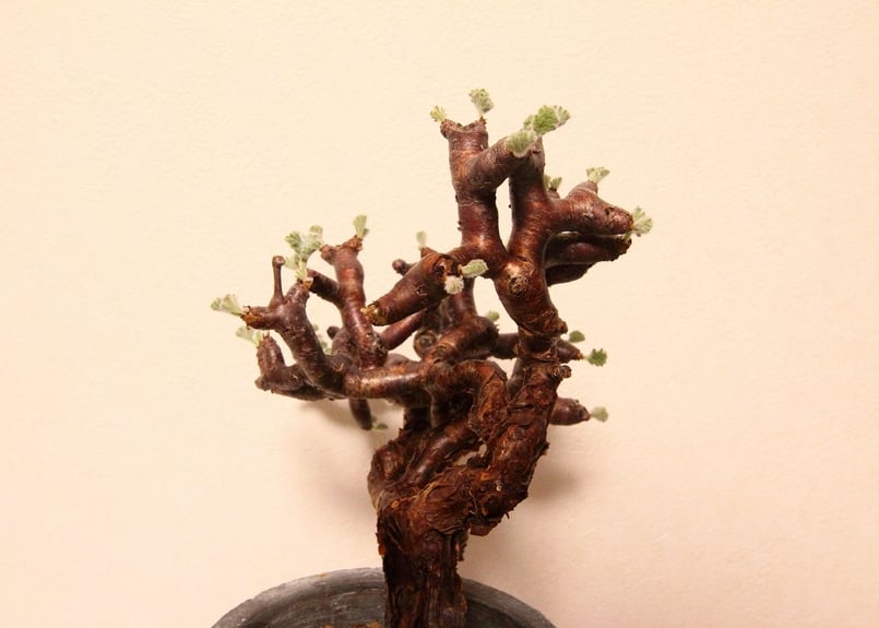 ペラルゴニウム ミラビレ Pelargonium mirabile | mana's farm