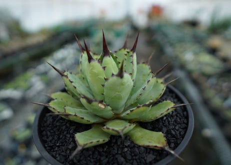 アガベ　マクロアカンサ×ポタトラム　 Agave macroacantha×potatorum　No.6