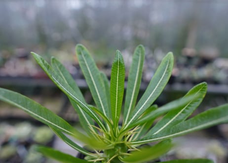 パキポディウム　アンボンゲンセ　Pachypodium ambongense　No.1