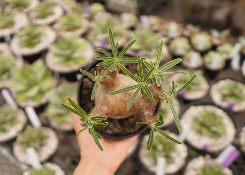 パキポディウム グラキリス B NO.1 | mana's farm:塊根植物・アガベ