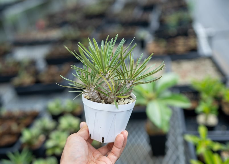 パキポディウム グラキリス 沖縄実生 | mana's farm:塊根植物・アガベ