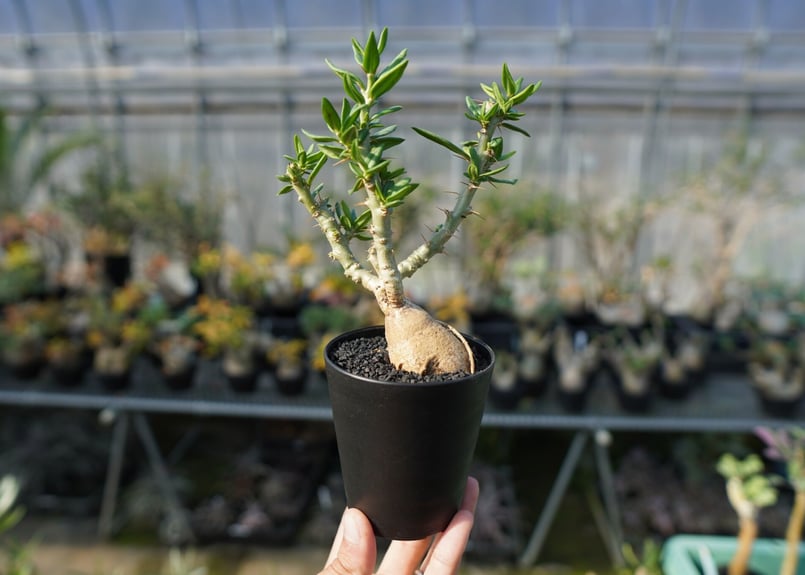 パキポディウム ビスピノーサム Pachypodium bispinosum No.2 | m