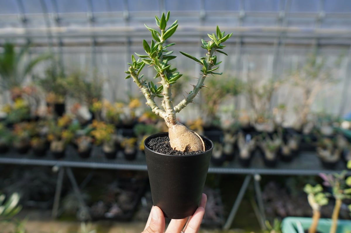 パキポディウム ビスピノーサム Pachypodium bispinosum No.2 | m