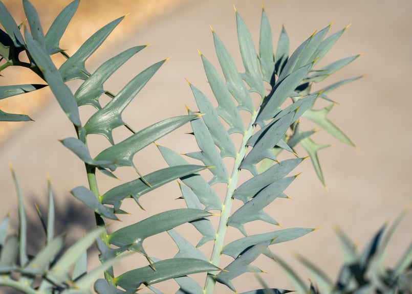 エンセファラルトス ホリダス | mana's green:塊根植物販売|マナ エンセファラルトス ホリダス | mana's green:塊根植物販売|マナ