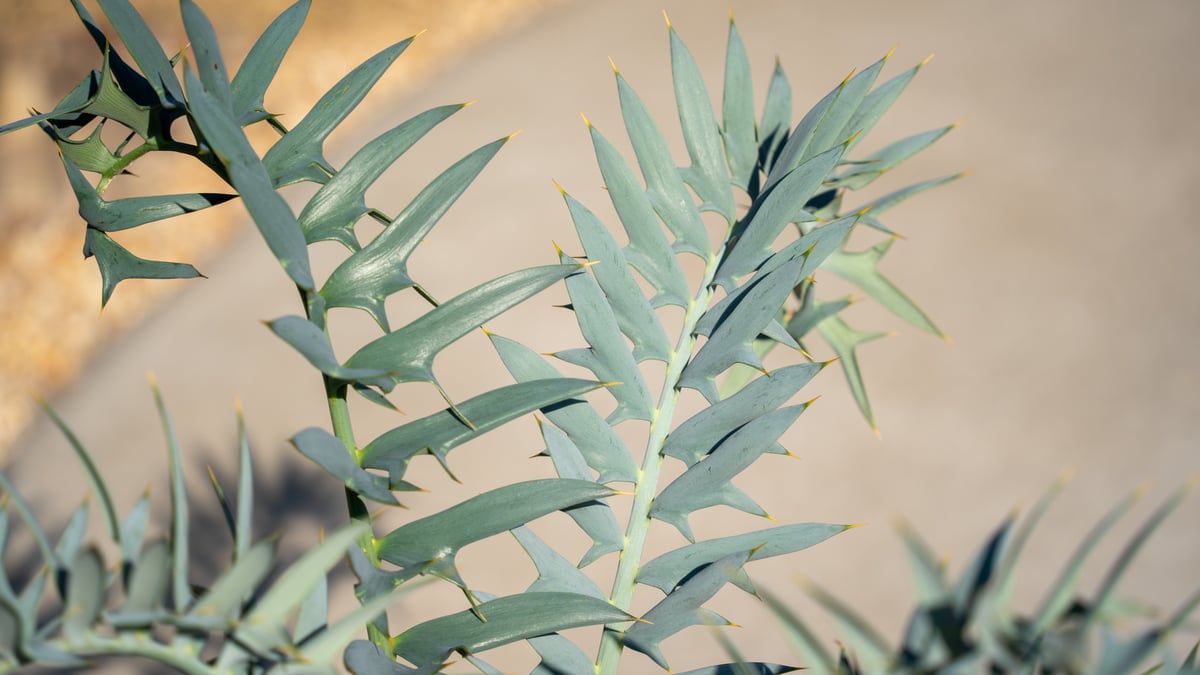 エンセファラルトス ホリダス | mana's green:塊根植物販売|マナ エンセファラルトス ホリダス | mana's green:塊根植物販売|マナ