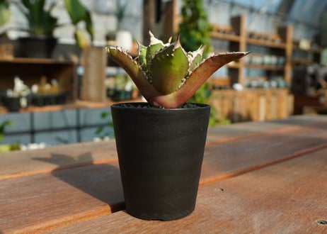 アガベ　チタノタ　レッドキャットウィーズル　Agave titanota Red catweezle　No.4