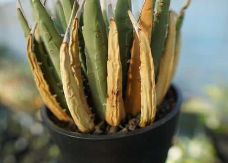 アガベ　ユタエンシス　Agave uthaensis　No.2
