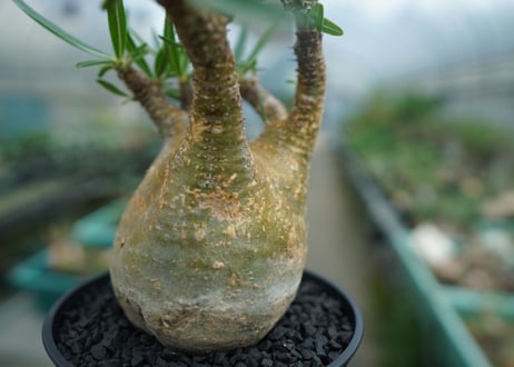 パキポディウム　グラキリス　 Pachypodium Gracilius  No.3