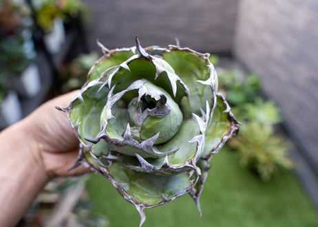 Agave B&B A NO.4