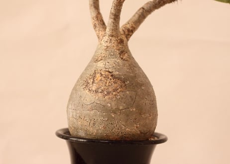 Pachypodium Gracilius パキポディウム  グラキリス  №１１