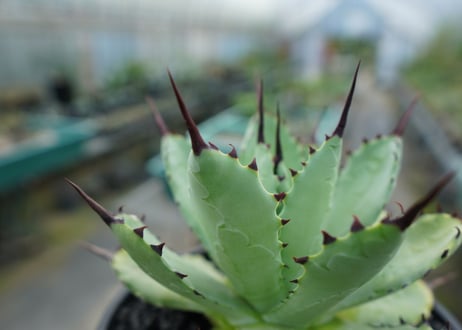 アガベ　マクロアカンサ×ポタトラム　 Agave macroacantha×potatorum