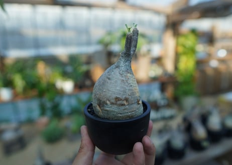 【未発根】パキポディウム　グラキリス　 Pachypodium Gracilius  No.26