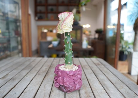 ユーフォルビア　ラクテア　　Euphorbia lactea