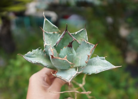 Agave titanota 白鯨 A NO.6