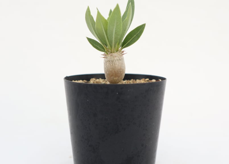 パキポディウム デンシカウレ 恵比寿大黒 実生 №2 | mana's farm:塊根