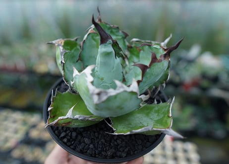 アガベ　チタノタ　 ブラックアンドブルー 　Agave titanota black and blue　No.1
